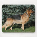 Search for show dog mouse mats Canine photographer
