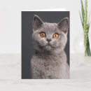 Search for british shorthair cards Feline