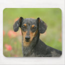 Search for smooth mouse mats Dog
