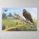 Search for red tails Feathers