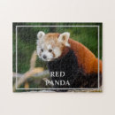 Search for cute red panda puzzles Nature