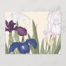 Search for iris postcards Flower