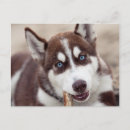 Search for huskies postcards Puppy