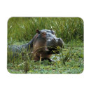 Search for hippos rectangular magnets Africa