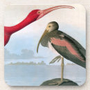 Search for john james audubon coasters Biology