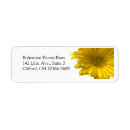 Search for gerberas labels Nature