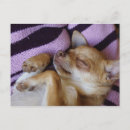 Search for chiwawa postcards Pets