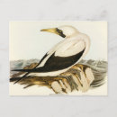 Search for gannet postcards Wildlife