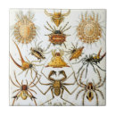 Search for arachnids tiles Halloween