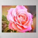 Search for heirloom posters Rose