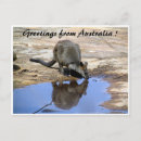 Search for wallabies postcards Joey
