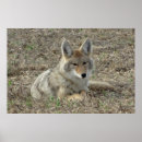 Search for coyotes posters Predators