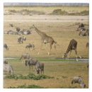 Search for giraffe coasters Habitat