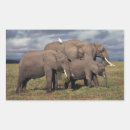 Search for elephant family stickers Calf