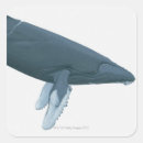 Search for humpback whale stickers Illustration