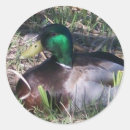 Search for mallard duck stickers Wildlife