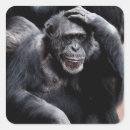 Search for funny gorilla stickers Zoo