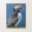 Search for puffin puzzles Cliff