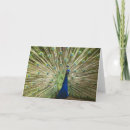 Search for displaying cards Photography