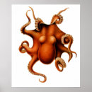 Search for cephalopod Animal
