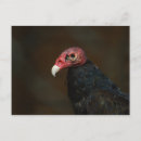 Search for scavenger postcards Bird