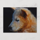 Search for wild wolves postcards Dogs