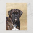 Search for brindle postcards Standing