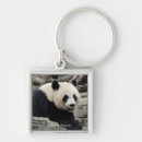 Search for giant key rings Panda