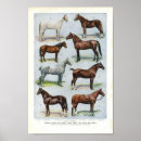 Search for horse breeds posters Pony