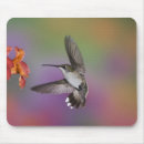 Search for ruby throated mouse mats Adam jones