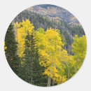 Search for aspen trees stickers Colour