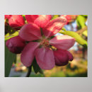 Search for crab apple Photography