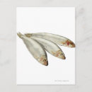 Search for sealife postcards Square