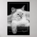 Search for ragdoll posters Cute