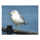 Search for fences art Seagull