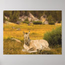 Search for buckskin horse posters Horses