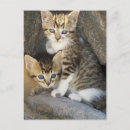 Search for siblings postcards Kitty