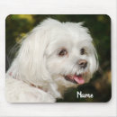 Search for maltipoo electronics Cute