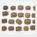 Search for tortoise shell stickers Reptiles