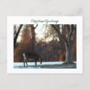 Search for winter photo postcards Wildlife