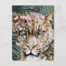 Search for cheetahs postcards Tropical