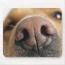 Search for noses mouse mats Domestic animals