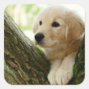 Search for peeking puppy stickers Baby