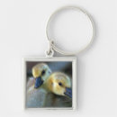 Search for canadian goose key rings Geese