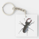 Search for cervus Insect