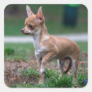 Search for little brown dog stickers Cute