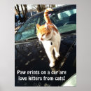 Search for kitty paw posters Kitten
