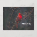 Search for photo of a cardinal Cardinalis cardinalis