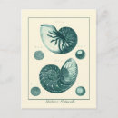 Search for vintage seashell postcards Ocean