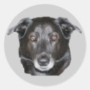 Search for black labrador retriever stickers Animal
